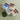 Cocoa Butter Petroleum Jelly with Vitamin E 200g